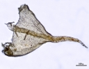 Thuidium cymbifolium
