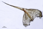 Thuidium cymbifolium