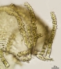 Thuidium cymbifolium