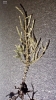 Camptochaete porotrichoides