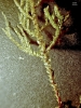 Camptochaete porotrichoides