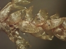 Camptochaete porotrichoides