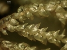 Camptochaete porotrichoides
