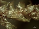 Camptochaete porotrichoides
