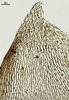 Camptochaete porotrichoides
