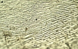 Camptochaete porotrichoides