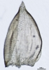 Camptochaete porotrichoides
