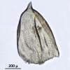 Camptochaete porotrichoides