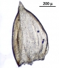 Camptochaete porotrichoides