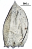 Camptochaete porotrichoides