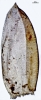 Camptochaete porotrichoides