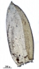 Camptochaete porotrichoides