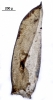 Camptochaete porotrichoides