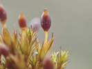 Tortula protobryoides