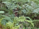 Thuidium tamariscinum