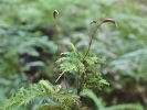 Thuidium tamariscinum