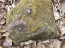 Sematophyllum demissum