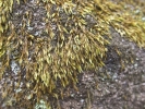 Sematophyllum demissum