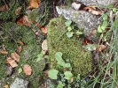 Sciuro-hypnum plumosum