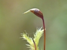 Sciuro-hypnum plumosum