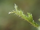 Sciuro-hypnum plumosum