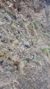 Schistidium flaccidum