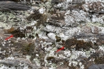 Schistidium flaccidum