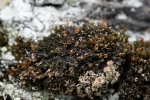 Schistidium flaccidum