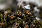 Schistidium flaccidum