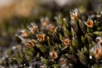 Schistidium flaccidum