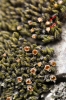 Schistidium flaccidum