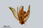 Encalypta pilifera