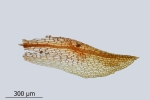 Encalypta pilifera