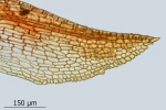 Encalypta pilifera