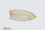 Encalypta pilifera
