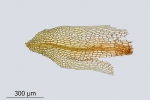 Encalypta pilifera