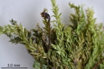 Rhynchostegium rotundifolium
