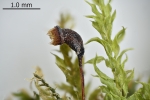 Rhynchostegium rotundifolium