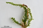 Rhynchostegium rotundifolium