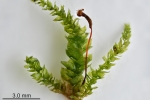 Rhynchostegium rotundifolium