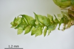 Rhynchostegium rotundifolium