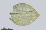 Rhynchostegium rotundifolium