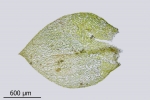Rhynchostegium rotundifolium