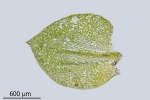 Rhynchostegium rotundifolium