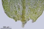 Rhynchostegium rotundifolium