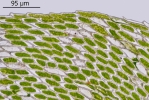 Rhynchostegium rotundifolium
