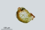 Rhynchostegium rotundifolium