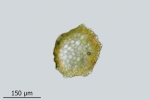 Rhynchostegium rotundifolium