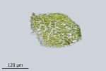 Rhynchostegium rotundifolium