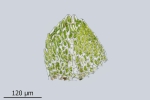 Rhynchostegium rotundifolium
